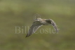 Whimbrel