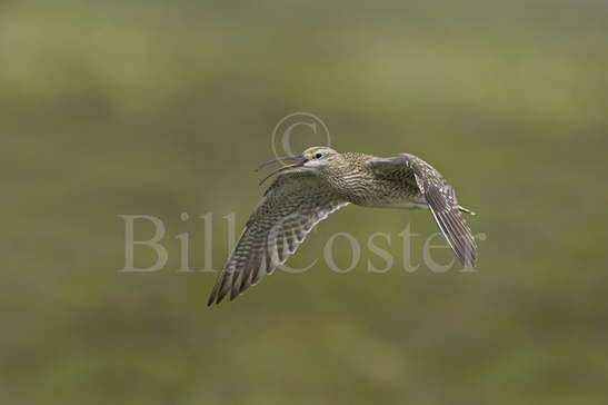 Whimbrel