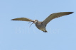 Whimbrel