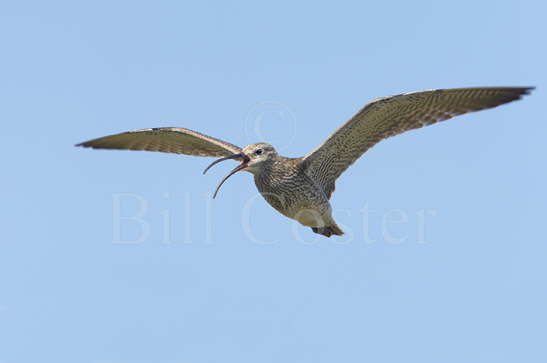 Whimbrel calling in flight