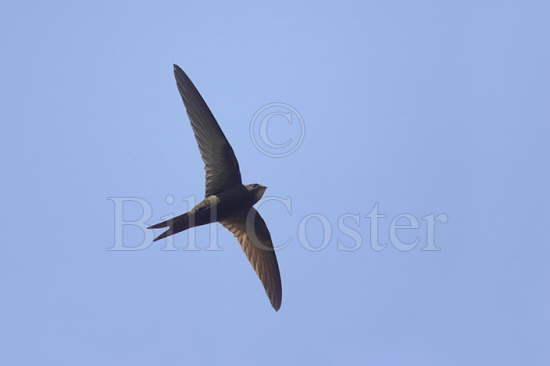 Swift in Flight