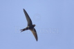 Common Swift