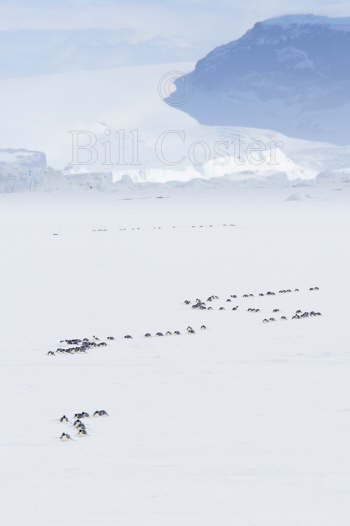 Group Approaching Ship