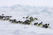 Crossing the Sea Ice