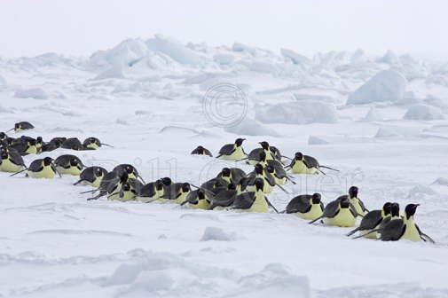 Crossing the Sea Ice