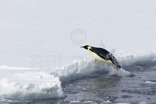 Leaping out of the Ocean