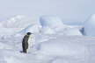 On the Sea Ice