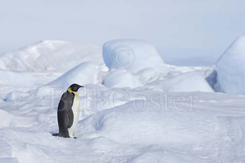 On the Sea Ice