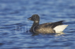 Brent Goose on Sea