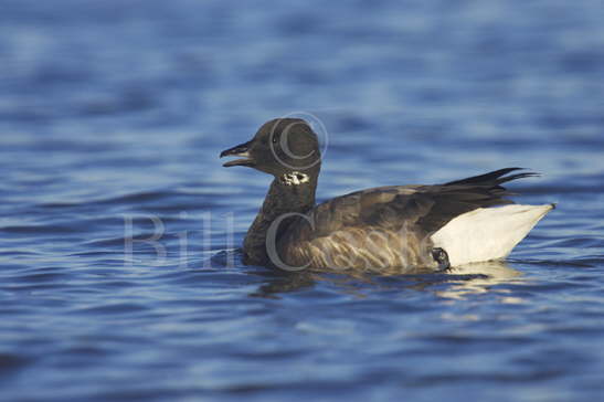 Brent Goose
