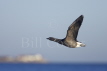 Brent Goose in Flight