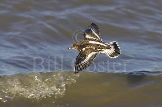 Turnstone Flying along Shore