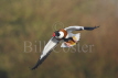 Shelduck Flight