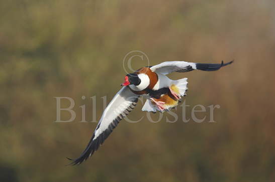 Shelduck