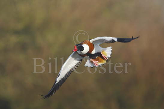 Shelduck Flight