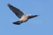 Woodpigeon in Flight