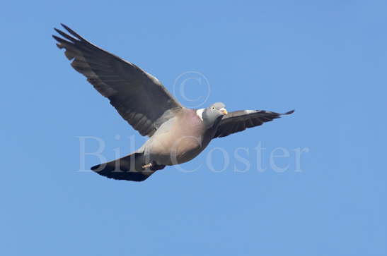 Woodpigeon in Flight