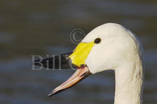 Bewick's Swan Calling