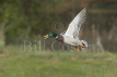 Mallard in Flight