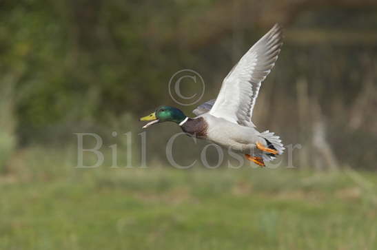 Mallard in Flight