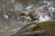 Dipper with Caddis Fly Larvae