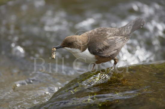 Dipper with Caddis Fly Larvae