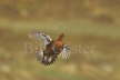 Red Grouse in Flight