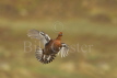 Red Grouse