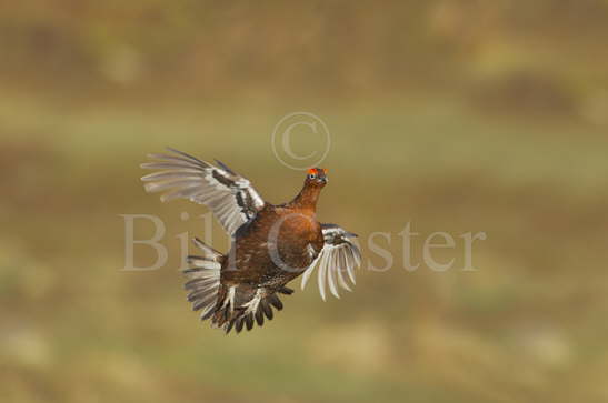 Red Grouse in Flight