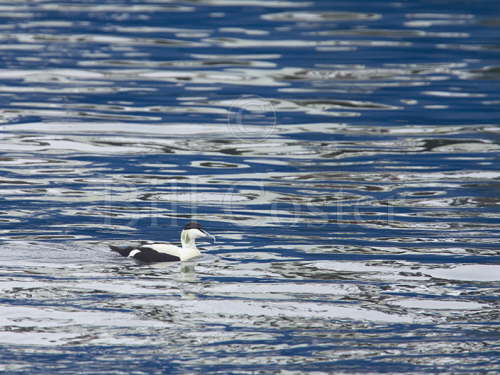 Common Eider