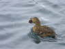 Common Eider female with Sea Urchin