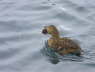 Common Eider Female with Sea Urchin