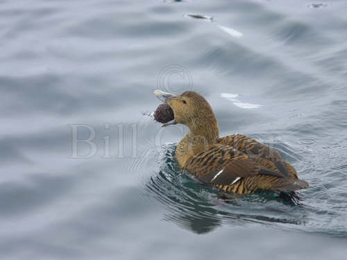 Common Eider female with Sea Urchin