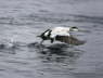 Common Eider Drake taking off