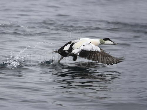 Common Eider Drake taking off