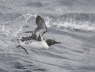 Bridled Guillemot taking off from sea