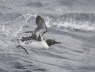 Bridled Guillemot taking off from Sea