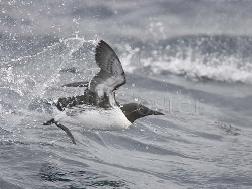 Bridled Guillemot taking off from sea