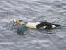 King Eider catching starfish