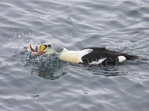 King Eider catching starfish