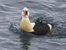 King Eider displaying