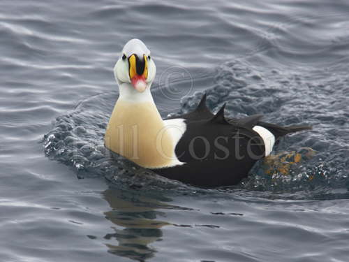 King Eider displaying