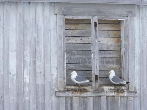 Kittiwakes Nesting on old building