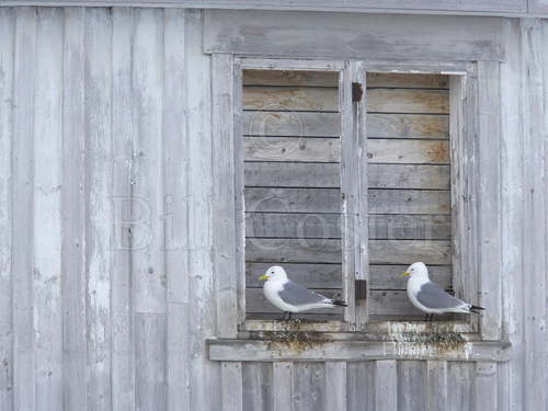 Kittiwakes Nesting on Old Building