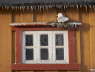Kittiwake Nest with icicles