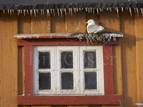 Kittiwake Nest with icicles
