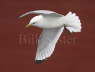 Kittiwake against red building