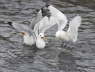 Kittiwakes squabbling over food