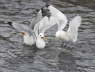 Kittiwakes Squabbling over Food