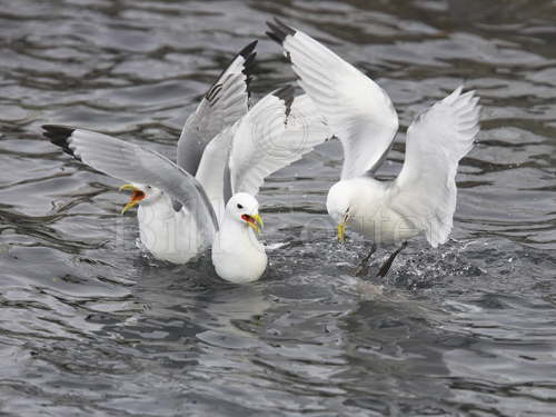 Kittiwakes squabbling over food